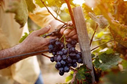 gros plan sur raisin rouge récolté à la main par un viticulteur